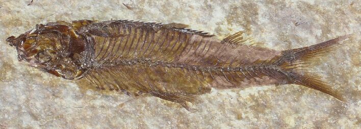 Detailed, Knightia Fossil Fish - Wyoming #53875